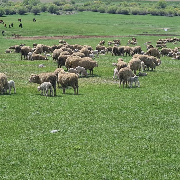 Қойлар сатылады 600 Бас