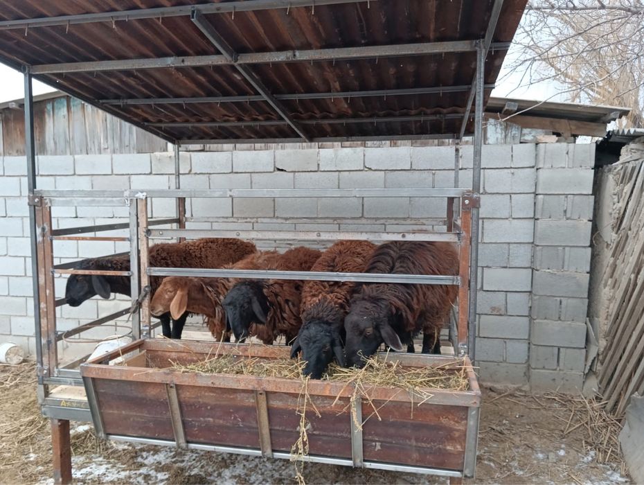 кой кора сатылады