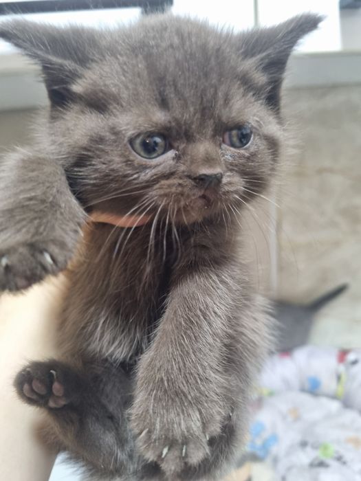 Продаются очаровательные Скоттишь Страйтт.