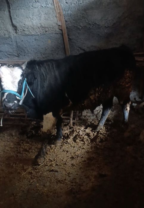 Бычок продается,бұқа сатылады