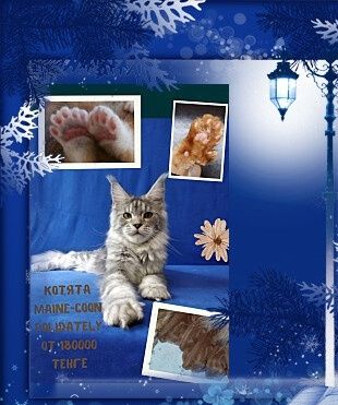 Полидакты Мейн-куны от Интерчемпиона