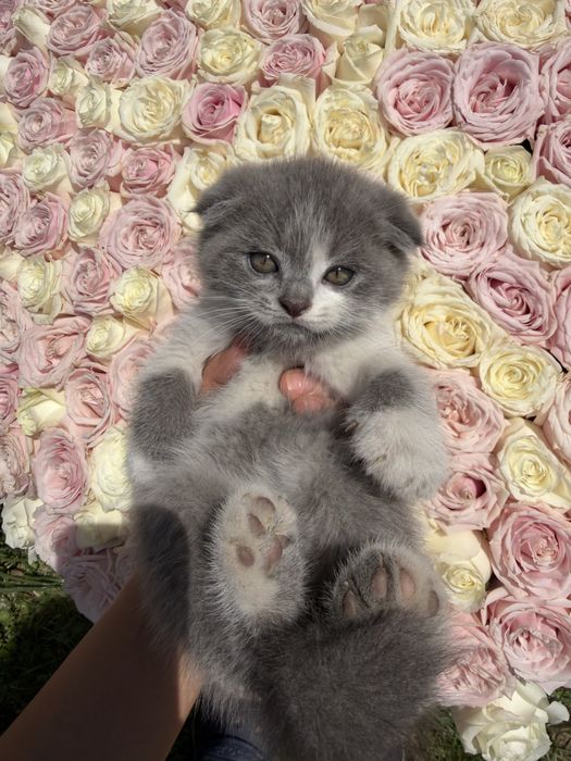 Скотиш фолд девочки