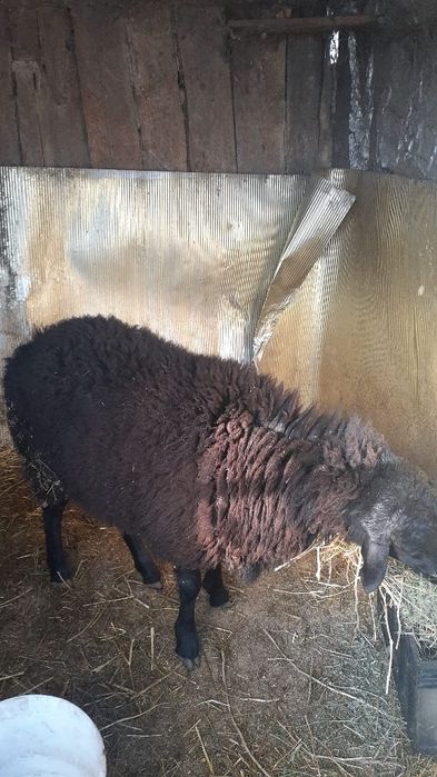 Продам кошкар  крупный