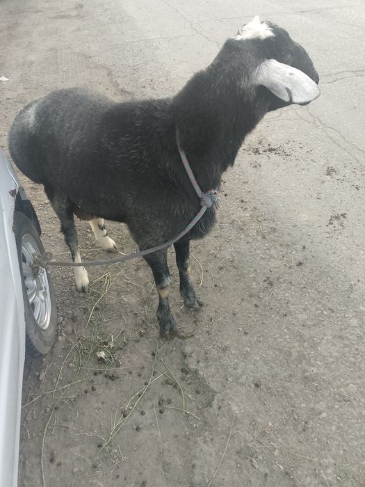 Qoʻchqor sotiladi tez faqat realni oladiganlar tel qilonglar