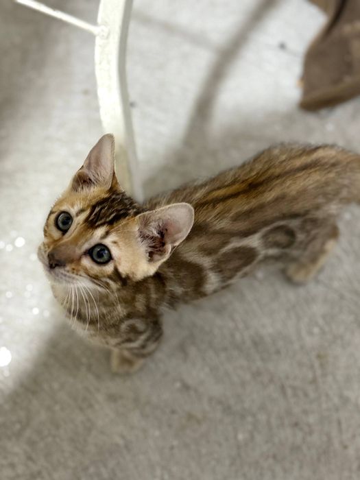 Продаётся чистокровный бенгальский котёнок