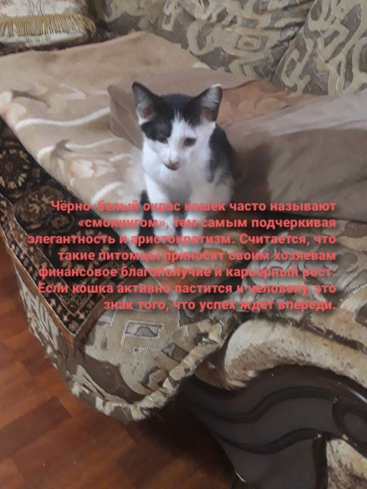Котенок- Руслан (мальчик.)