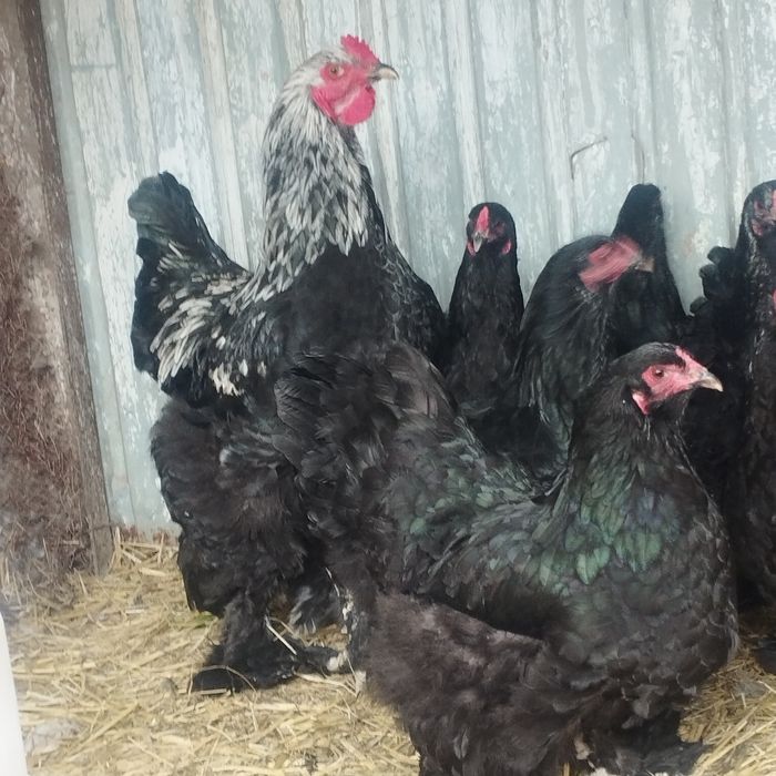 Продам куры домашние