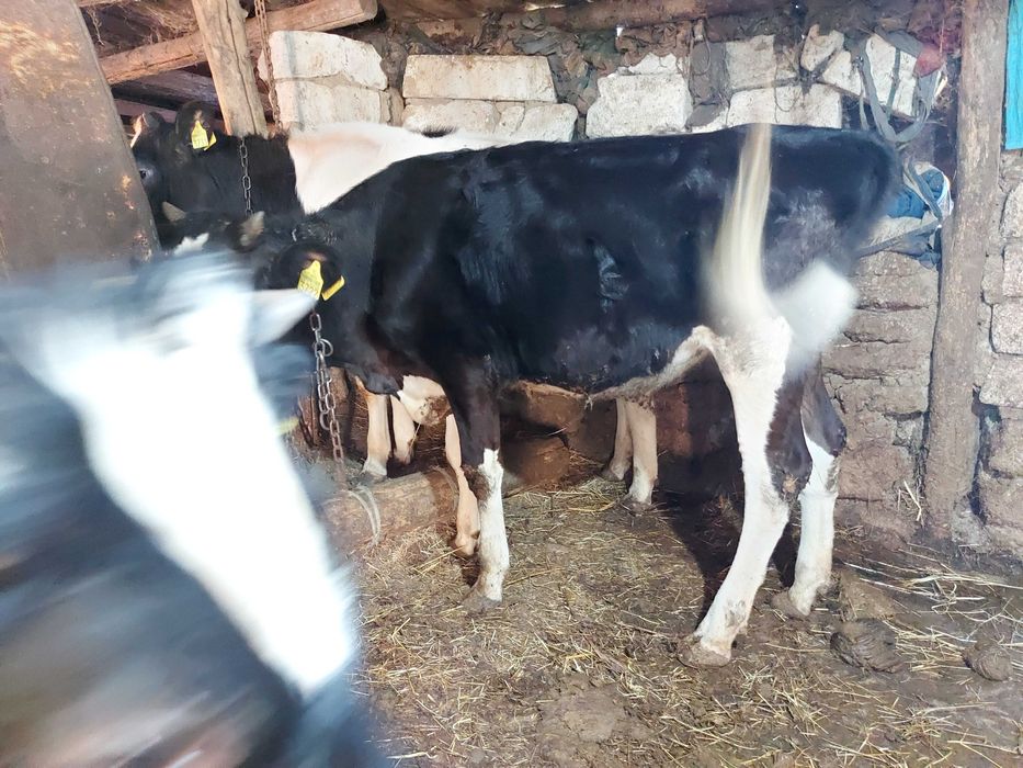 Vaci si vitei de vanzare