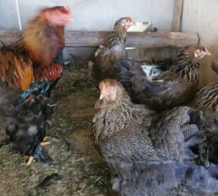 Oua incubator gaini rase mari originale