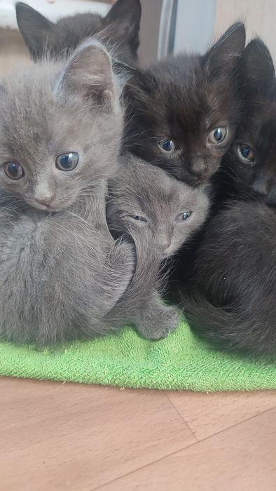 Отдам котят в хорошие руки