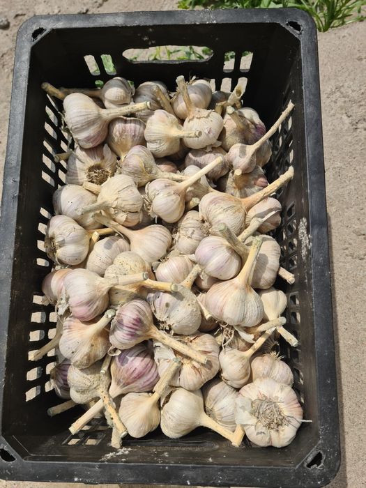 ЧЕСНОК   домашний продам