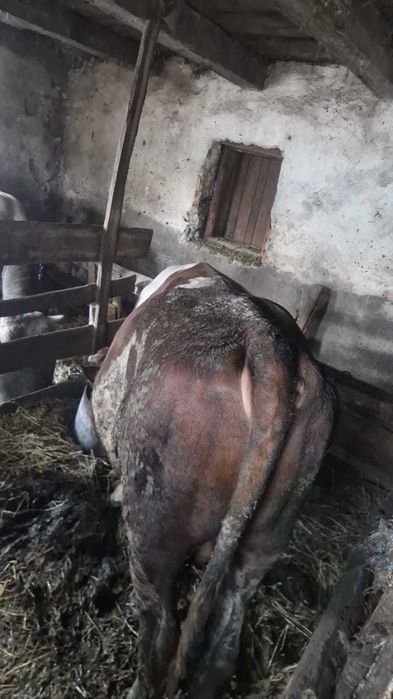 Taurasi pentru ingrasat