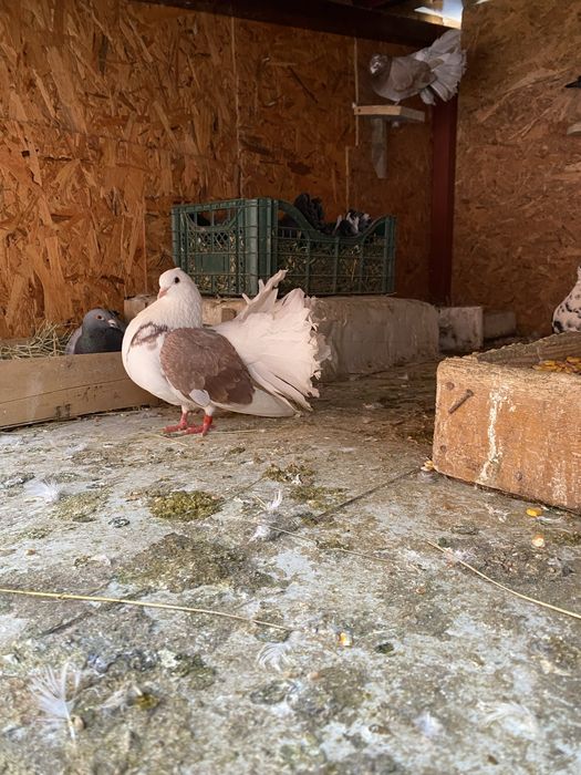 Vand sau schimb porumbei diferite rase