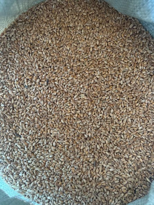 Продам, пшеницу.