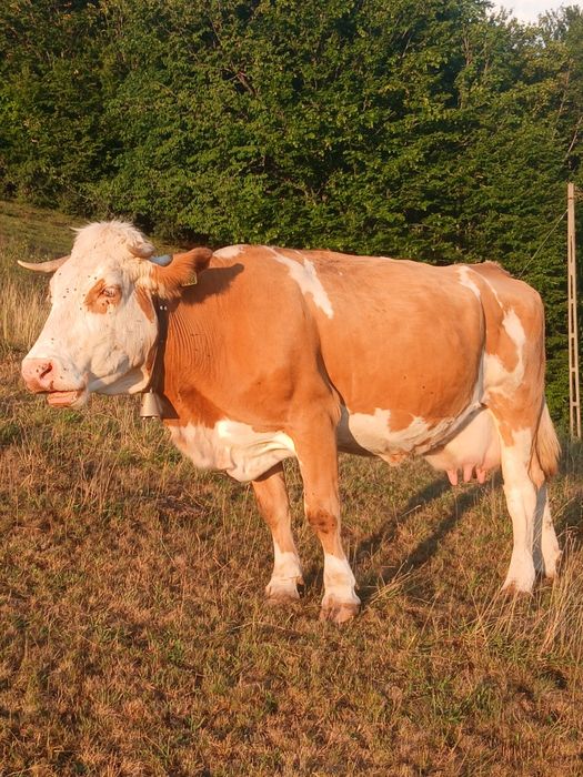 Vind vaca de 8 ani mai multe detali la telefon,0755248377
