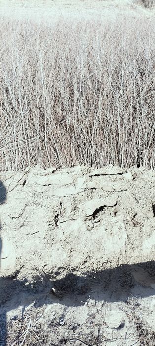 Gujum oddiy gujum sotiladi