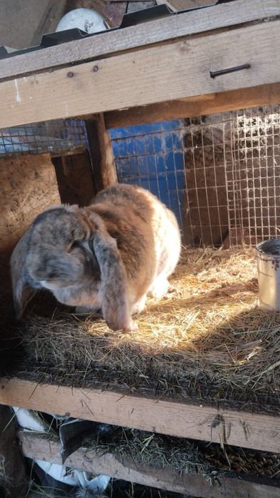Продам кроликов французский барашек
