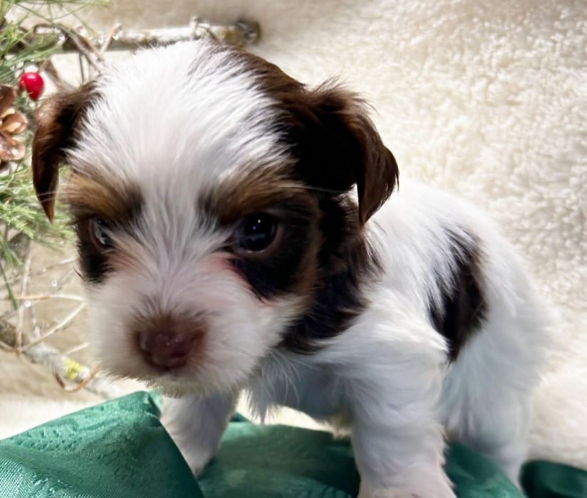 Bichon havanez fetiță  mini 350 lei