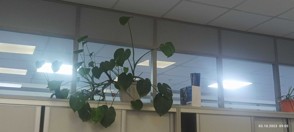 Цветы комнатные офисные