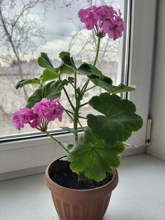 Продам комнатные цветы