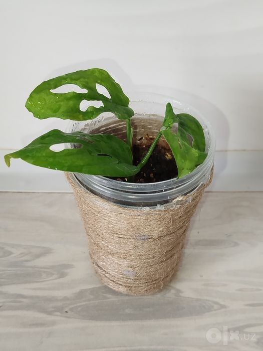 Monstera monkey monstera