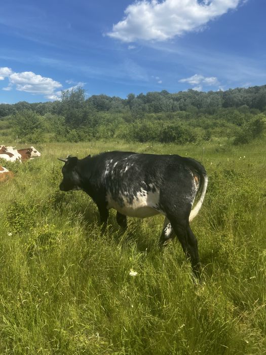 Vand 1 vaca si 3 junici