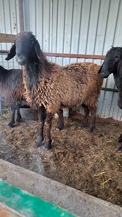 Баранов кой кошкар