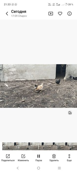 Тауық пен балапандар