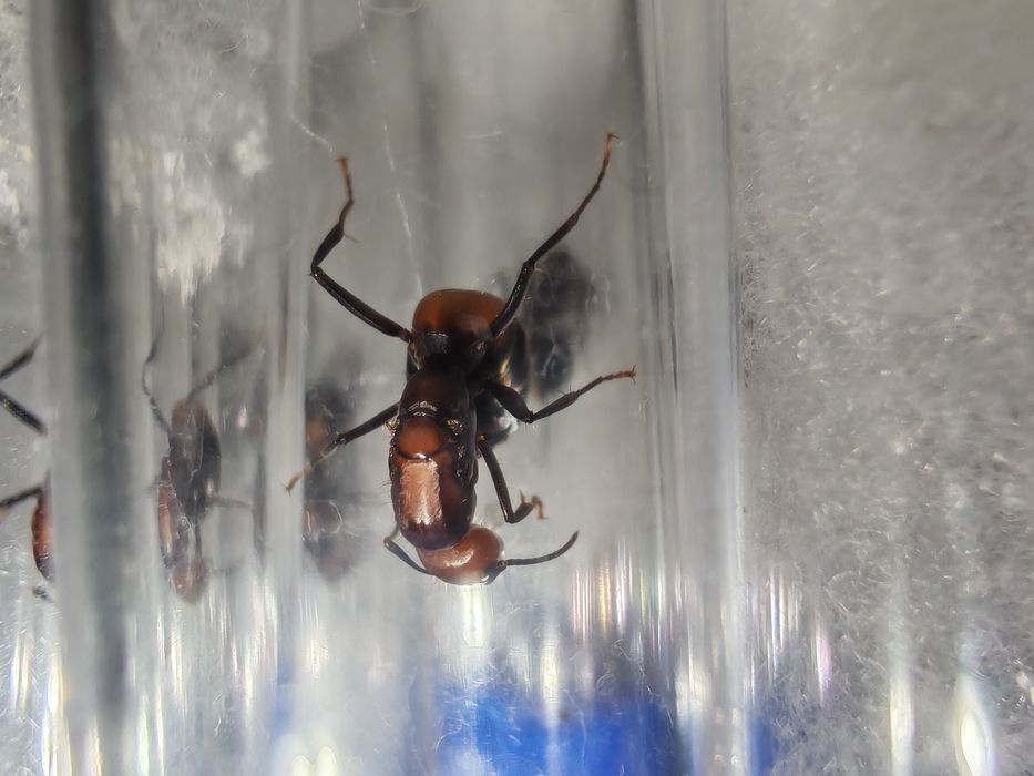 Экзотические муравьи для новичков