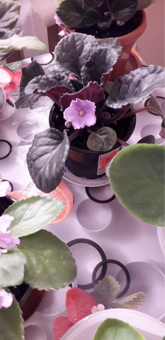 Продам фиалки