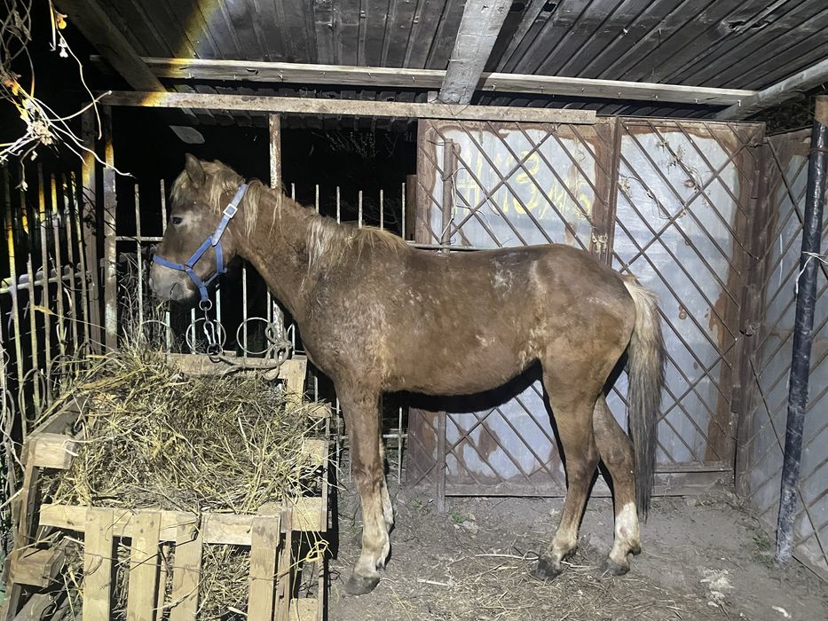 Продам лошадей 2,5 годовалые