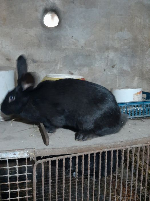 Продам кроликов на развод