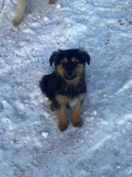 отдам щенков в добрые руки