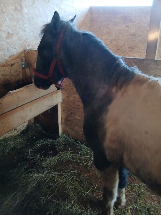 Mânz pinto bland/schimb