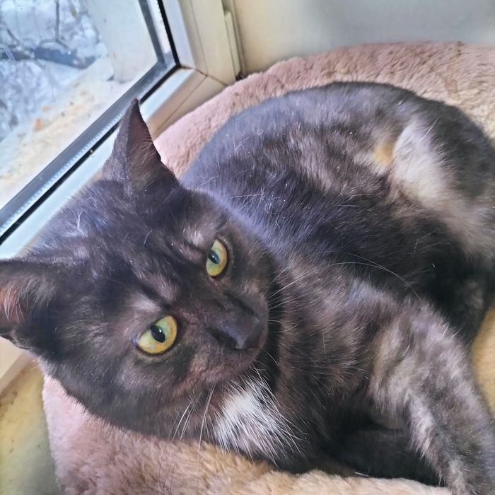 Котик кастрат молодой