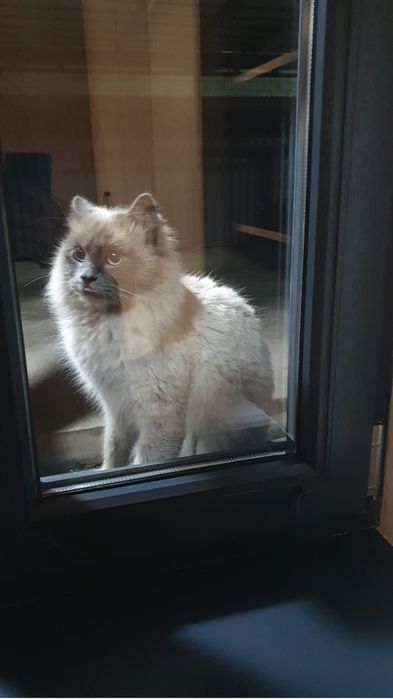 Котёнок в хорошие руки