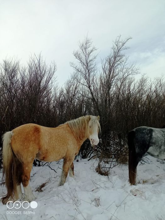 Продам жеребцов полутяж