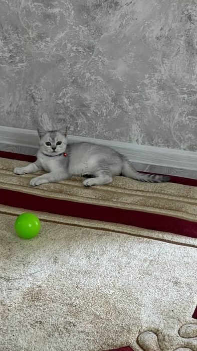 Котёнок серибристая британ шиншила