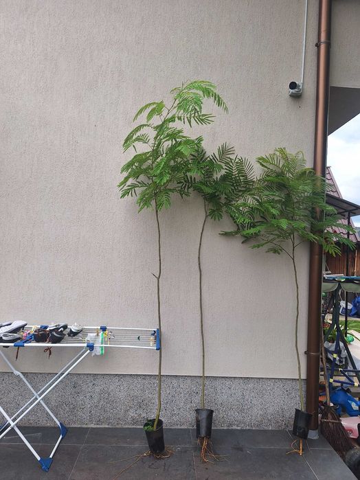 Puiet arbore de matase parfumat ALBIZIA