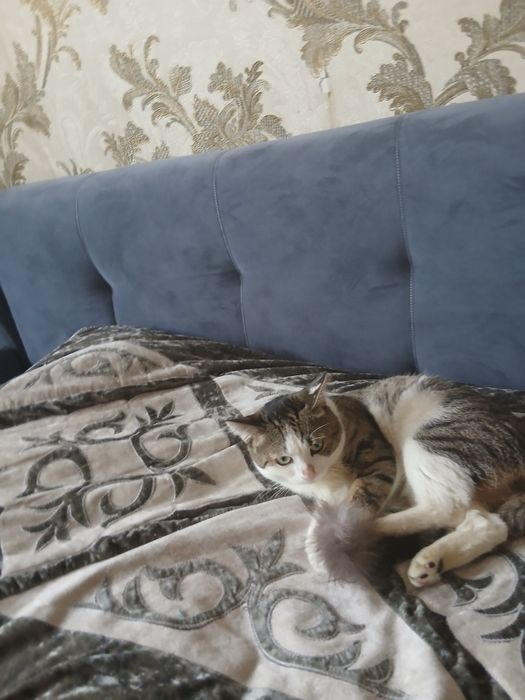 Отдам даром бесплатно