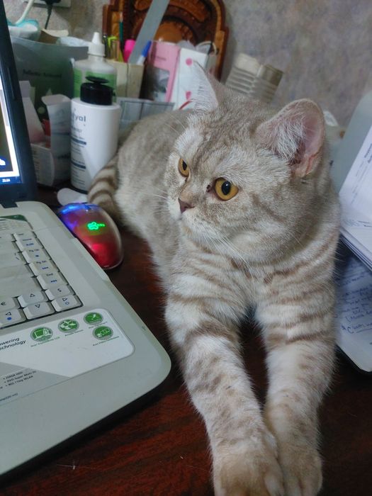 Ищу кошку: шотландка Боня