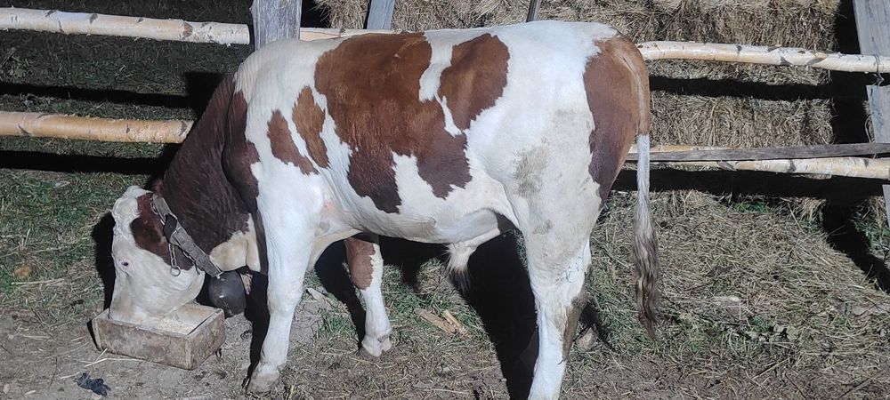 Taur de vanzare bun de monta