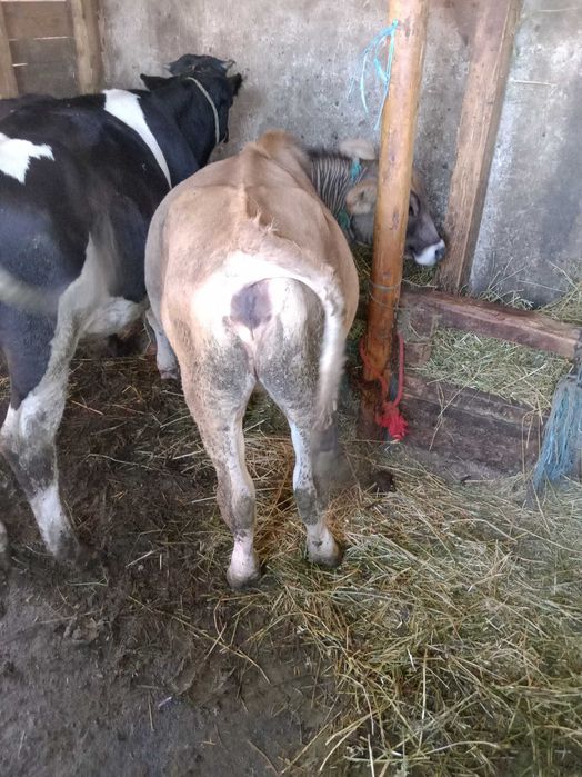 Vând doi viței și o vitea