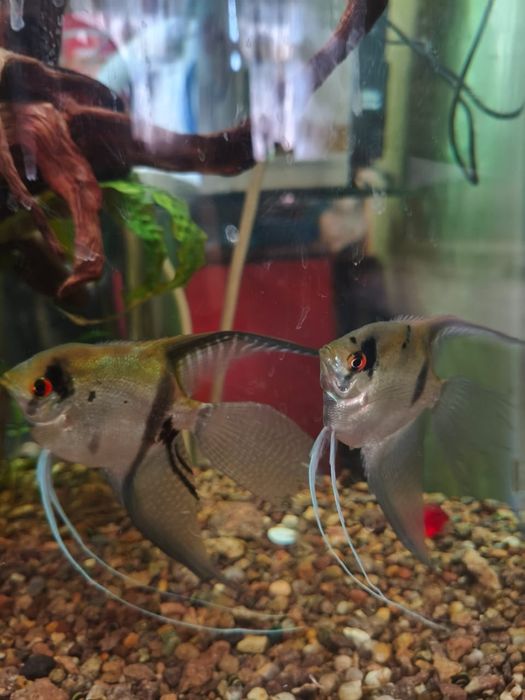 Рыбка Скалярия. Вуалевые.