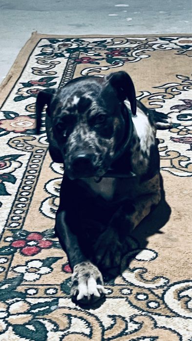 пит бултерер щенка