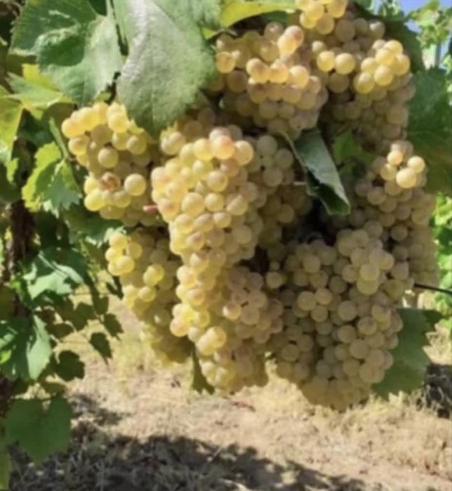 Struguri de vin 2026 la domiciliul gratis 2