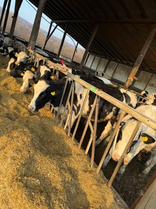 Juninci holstein gestante