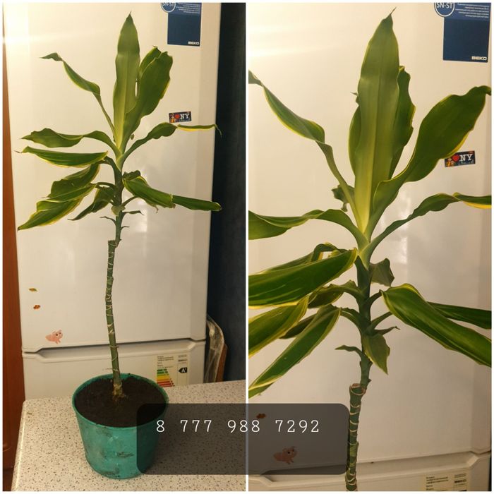 Продам Драцену в особом уходе не нуждается