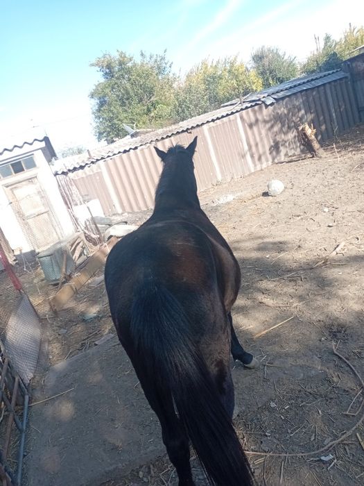 Продам лошадь кушает все