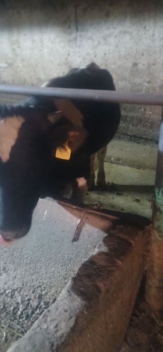 Продам 5 бычов 550000